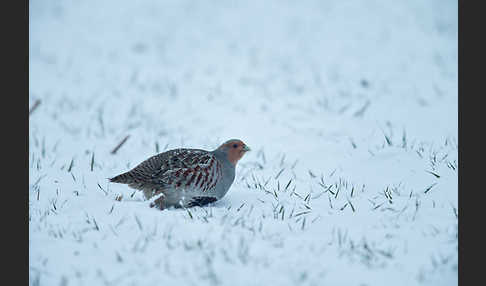 Rebhuhn (Perdix perdix)