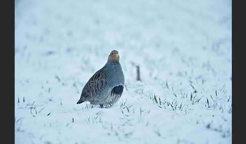 Rebhuhn (Perdix perdix)