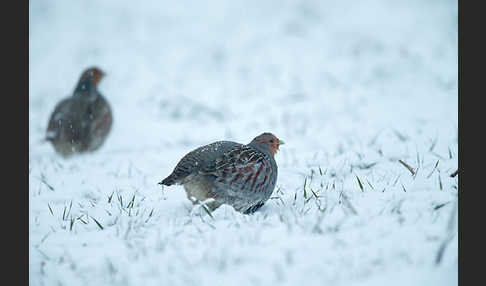 Rebhuhn (Perdix perdix)