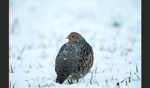 Rebhuhn (Perdix perdix)