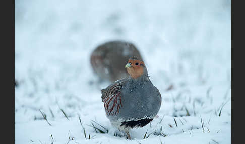 Rebhuhn (Perdix perdix)