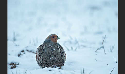 Rebhuhn (Perdix perdix)