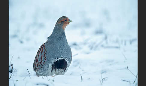 Rebhuhn (Perdix perdix)