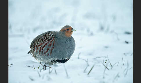 Rebhuhn (Perdix perdix)