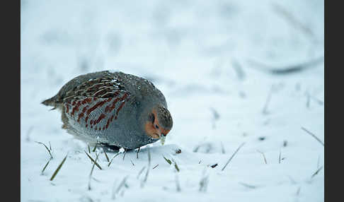 Rebhuhn (Perdix perdix)