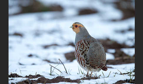 Rebhuhn (Perdix perdix)