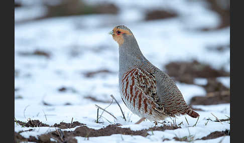 Rebhuhn (Perdix perdix)