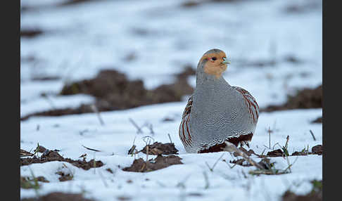 Rebhuhn (Perdix perdix)