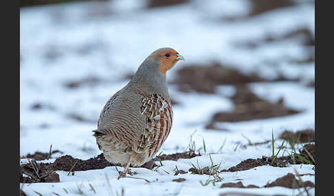 Rebhuhn (Perdix perdix)