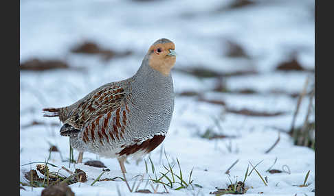 Rebhuhn (Perdix perdix)