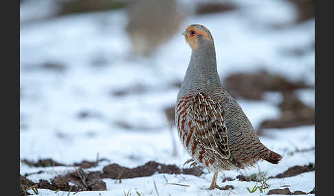 Rebhuhn (Perdix perdix)