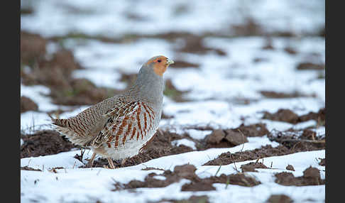 Rebhuhn (Perdix perdix)