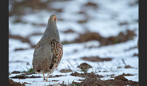 Rebhuhn (Perdix perdix)