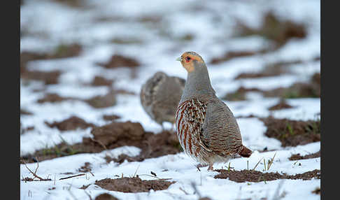 Rebhuhn (Perdix perdix)