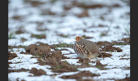 Rebhuhn (Perdix perdix)