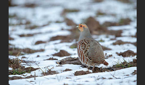 Rebhuhn (Perdix perdix)