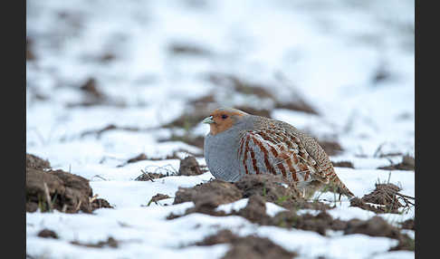 Rebhuhn (Perdix perdix)