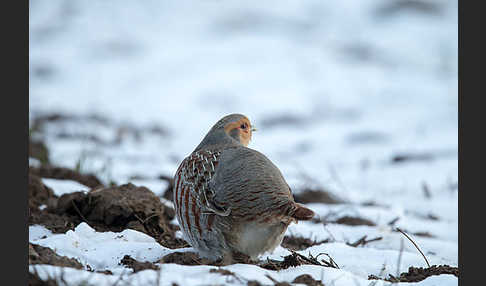 Rebhuhn (Perdix perdix)