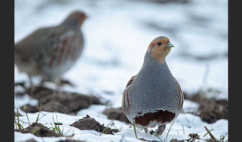 Rebhuhn (Perdix perdix)