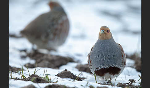 Rebhuhn (Perdix perdix)