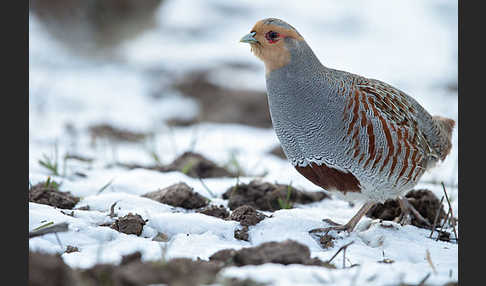 Rebhuhn (Perdix perdix)