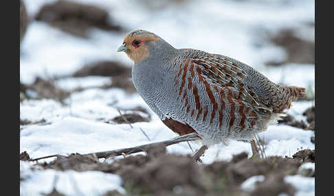 Rebhuhn (Perdix perdix)