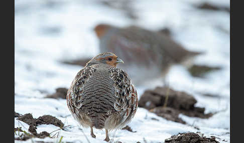 Rebhuhn (Perdix perdix)