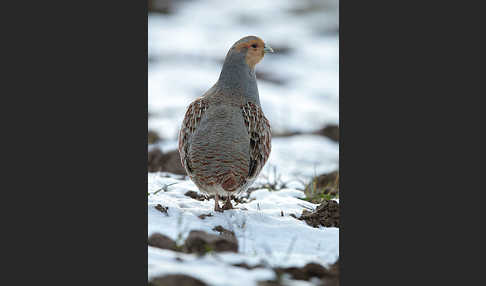 Rebhuhn (Perdix perdix)