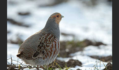 Rebhuhn (Perdix perdix)