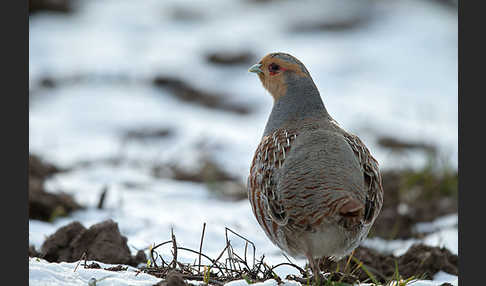 Rebhuhn (Perdix perdix)