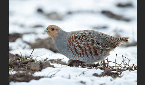 Rebhuhn (Perdix perdix)