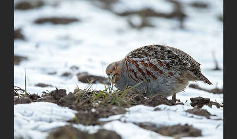 Rebhuhn (Perdix perdix)