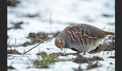 Rebhuhn (Perdix perdix)