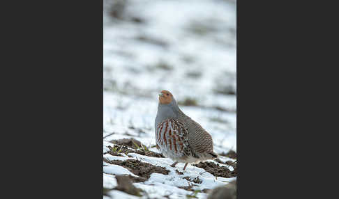 Rebhuhn (Perdix perdix)