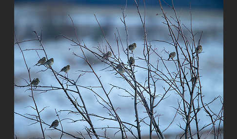 Grauammer (Miliaria calandra)