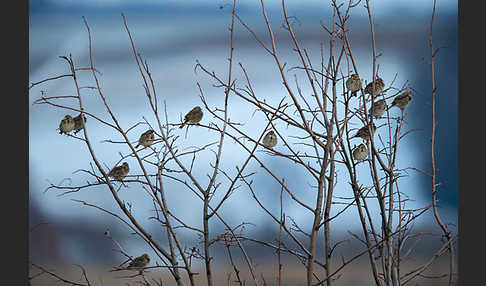 Grauammer (Miliaria calandra)