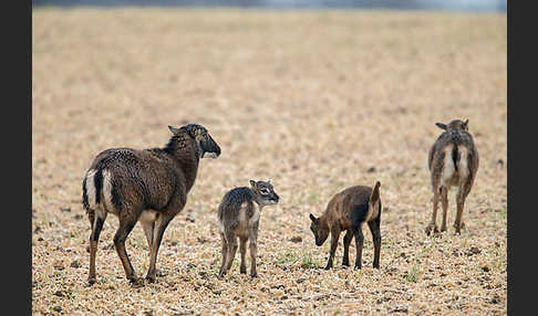 Kamerunschaf (Ovis ammon aries sspec.)