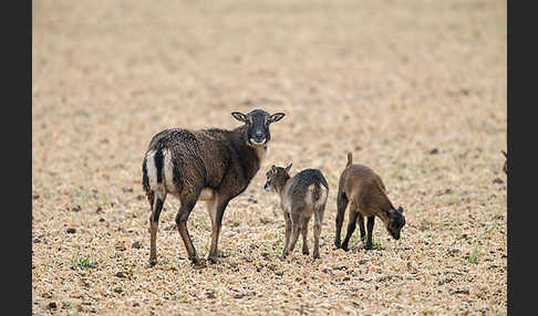 Kamerunschaf (Ovis ammon aries sspec.)