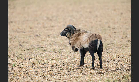 Kamerunschaf (Ovis ammon aries sspec.)