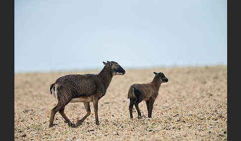 Kamerunschaf (Ovis ammon aries sspec.)