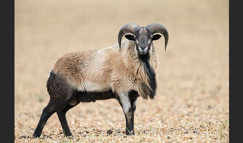 Kamerunschaf (Ovis ammon aries sspec.)