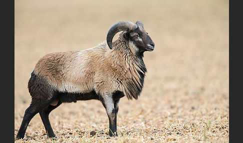 Kamerunschaf (Ovis ammon aries sspec.)