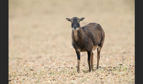 Kamerunschaf (Ovis ammon aries sspec.)