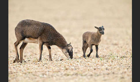 Kamerunschaf (Ovis ammon aries sspec.)