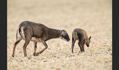 Kamerunschaf (Ovis ammon aries sspec.)