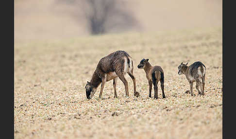 Kamerunschaf (Ovis ammon aries sspec.)