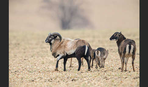 Kamerunschaf (Ovis ammon aries sspec.)