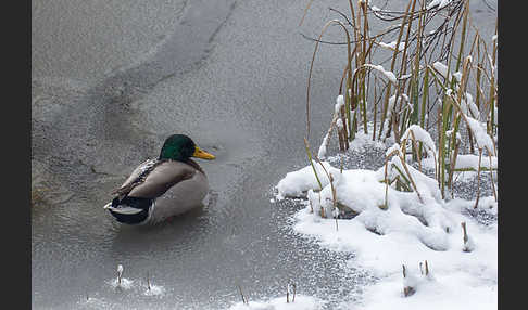 Stockente (Anas platyrhynchos)