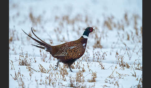 Fasan (Phasianus colchicus)