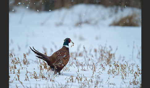 Fasan (Phasianus colchicus)